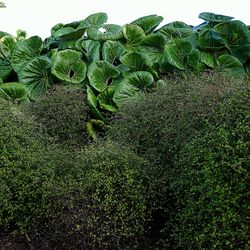 Green plants growing on field against sky