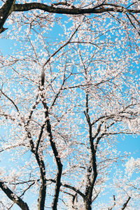 Low angle view of cherry tree against blue sky