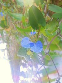 Close-up of insect on flower