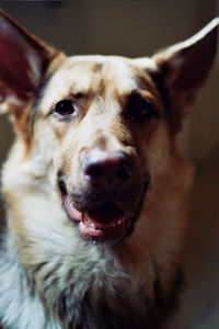 Close-up portrait of dog