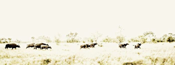 Horses grazing on grassy field