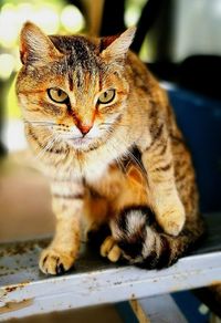 Close-up portrait of cat sitting outdoors