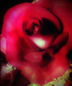 Close-up of pink rose