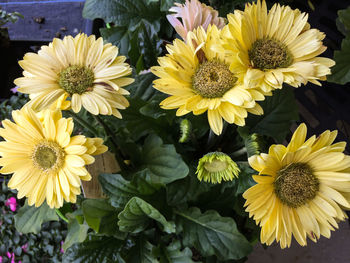 Close-up of yellow flowers blooming outdoors