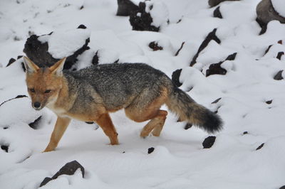 Portrait of fox walking on snow covered field during winter