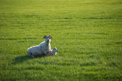 Sheep on grassy field