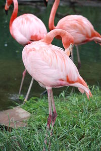 Close-up of flamingoes on field