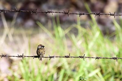 View of birds perching on barbed wire