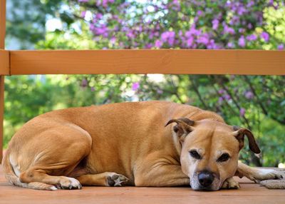 Portrait of dog sleeping outdoors
