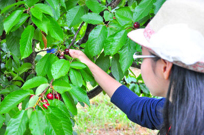 Midsection of woman holding apple growing on plant