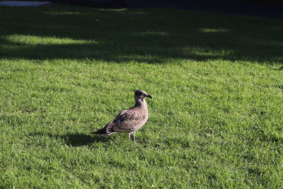 Bird perching on a field