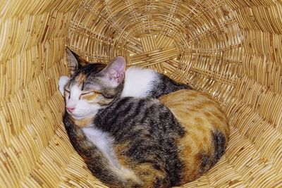 High angle view of cat relaxing