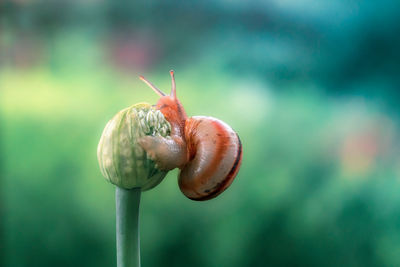 Close-up of snail on plant