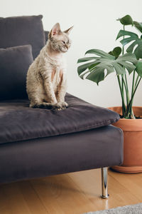 Purebred devon rex cat is sitting on couch at home near monstera plant in ceramic pot.