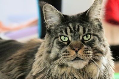 Close-up portrait of cat