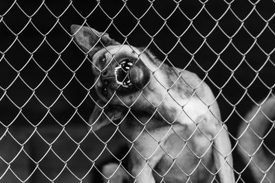 Close-up of chainlink fence in cage