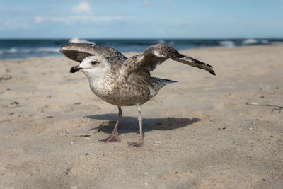 Seagull on beach against sky