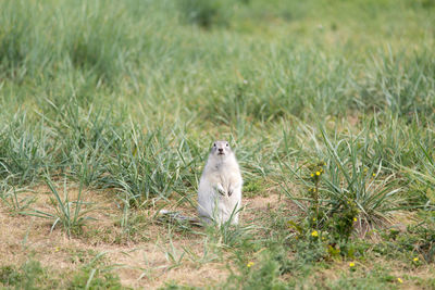 Sheep sitting on field