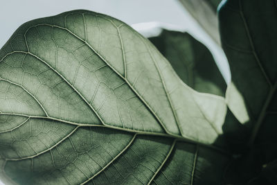 Close-up of leaves