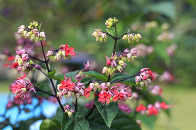 Close-up of pink flowering plant