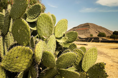 Close-up of prickly pear cactus against mexican pyramid