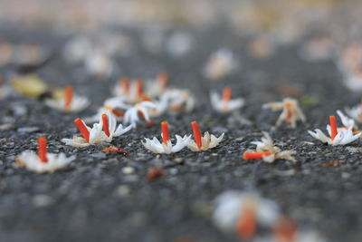 Close-up of orange on ground