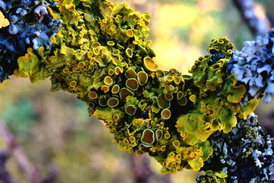 Close-up of lichen on tree