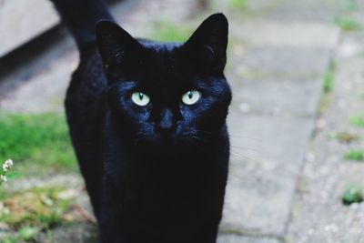 Close-up portrait of black cat