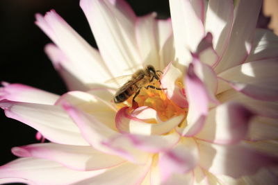 Close-up of bee pollinating on pink flower