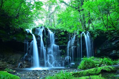 Scenic view of waterfall in forest