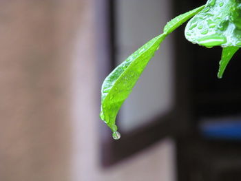 Close-up of water drops on leaf