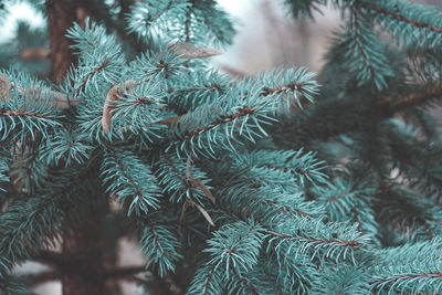 Panoramic view of winter blue trees, vintage and modern photography