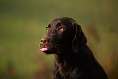 Close-up of dog sticking out tongue outdoors