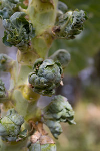 Brussels sprout plants in the organic garden