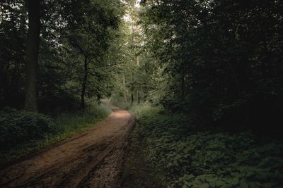 Dirt road amidst trees in forest