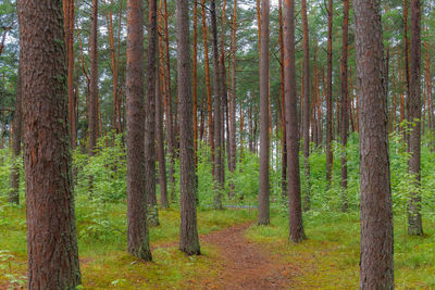 Trees in forest