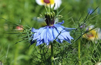 Close-up of purple flowering plant