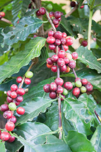 Close-up of berries growing on plant