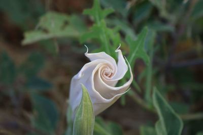 Close-up of white rose