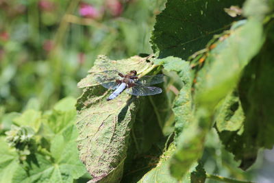 Close-up of butterfly on leaf