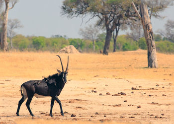 View of sable antelope on african plains