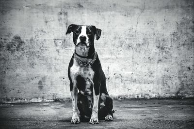 Dog in front of wall