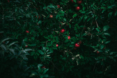 Full frame shot of red berries growing on tree