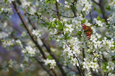 Close-up of insect perching on tree