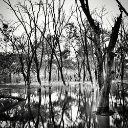 Reflection of bare trees in river