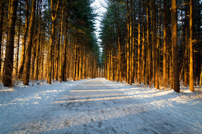 View of pine trees in forest during winter