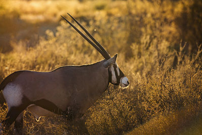 View of antelope in forest