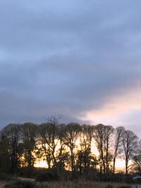 Trees against dramatic sky