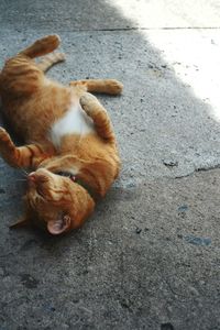 High angle view of a dog lying down on street