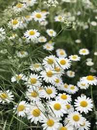 Close-up of white daisy flowers